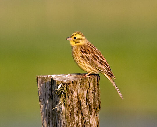 Le Bruant Jaune